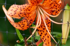 Orange Quota