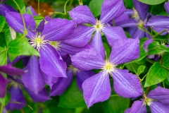 Purple Pride Close up