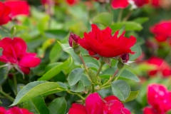 Red Red Devine