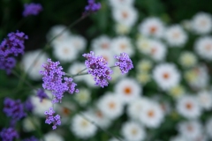 Violet branch