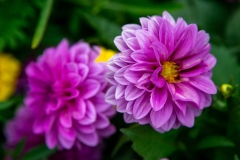 Violet Velvet