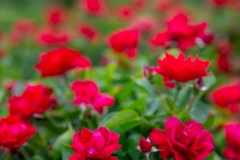 Red Rose Rebels