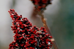 Snow Berries GD - 1