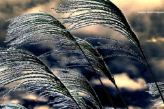 Tall grass bends to storm GD - 1