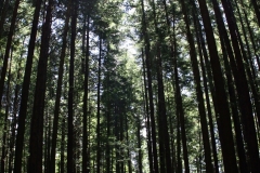 Tall tree hike Vancouver Island GD - 1