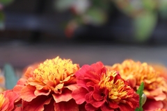 The shades of fall - 1