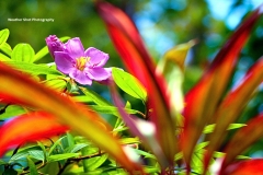 Tropical Flowers GD - 1