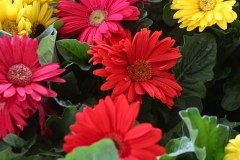 Variety of Color - 1
