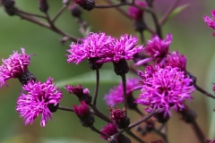 Violet violet - 1