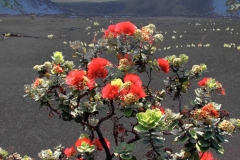 Volcano Crater Flowers GD - 1