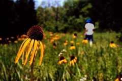 Walking-thru-Amber-Fields