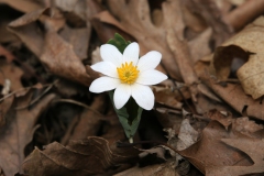 White-Bloodroot-flower-in-a-pile-of-leaves