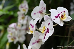 White Flowers 2 GD - 1