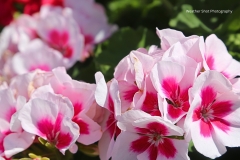 White Flowers with red brushed middle GD - 1