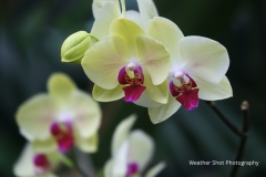 White flower GD - 1