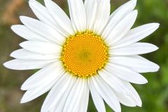 White park bloom - 1