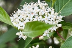 White park blooms  2 GD - 1