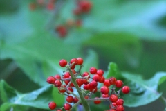 Wild Berries 1 - 1