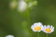 Wild Flowers 1 - 1