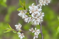 Wild Plum Blossoms GD - 1