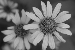 Yellow Bellied beauty BW - 1