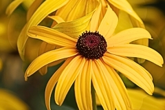 Yellow Fellow 1 - 1