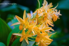 Yellow Flowers GD - 1