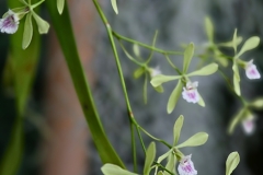 butterfly Orchid 2 GD - 1