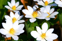 e fly on bloodroot flowers - 1