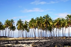 Hawaii Palms - 1