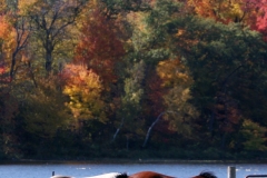Leaf-Horses-1