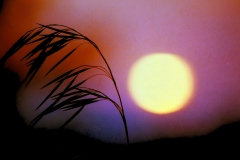 Sunset on Weed - 1
