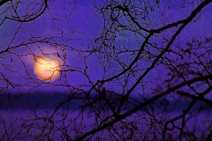 Sunset-on-winter-branches