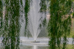 Fountain Tree