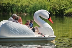Duck Paddle Boat - 1