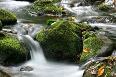 Hawaii silky Stream - 1