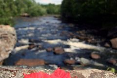 Maple-Leaf-on-Kettle-River-Ledge-GD-scaled