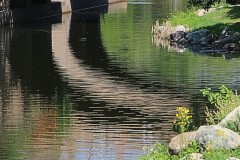 Peaceful Waters - 1