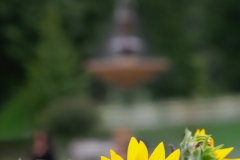 Rose-Garden-Yellow-Flower-On-Fountain-63356