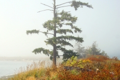 Sooke Misty tree - 1