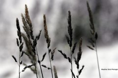 Tall-grass-at-willow-River-Falls-GD-scaled