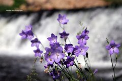 Violet-Flowers-on-Willow-River-falls-GD-scaled