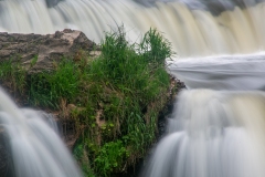 Grass Spouts from Rocks