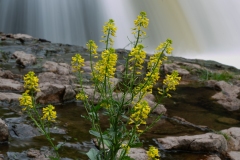 Willow River Falls Yellow Growth