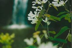 Waterfall Flowers 2 GD - 1