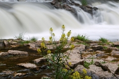 Yellow Rocket Flowers in front of Willow River Falls GD - 1