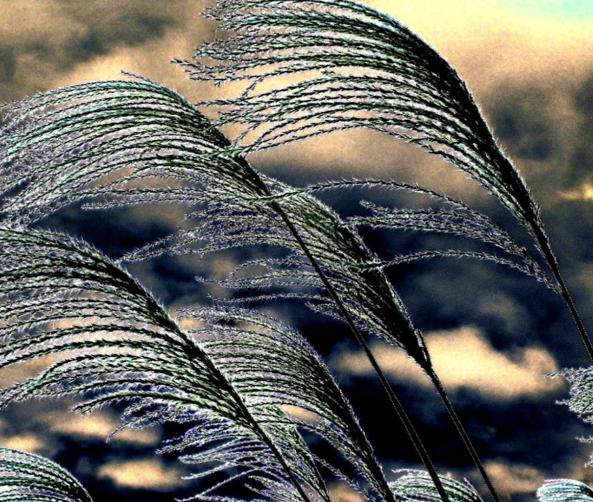 Tall grasses swaying in the wind